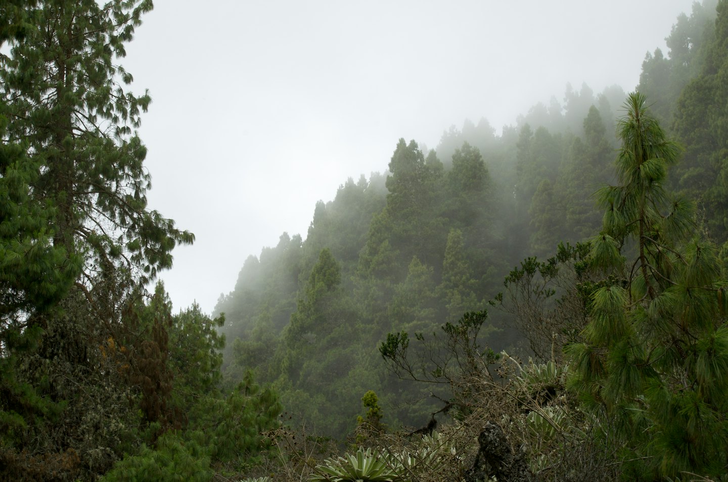 Fitti pini su un pendio coperto da una fitta nebbia.
