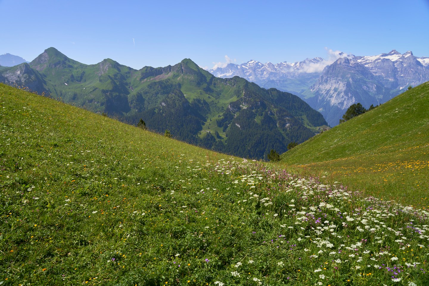 Fiori selvatici sbocciano in un prato alpino sotto cime montuose innevate.